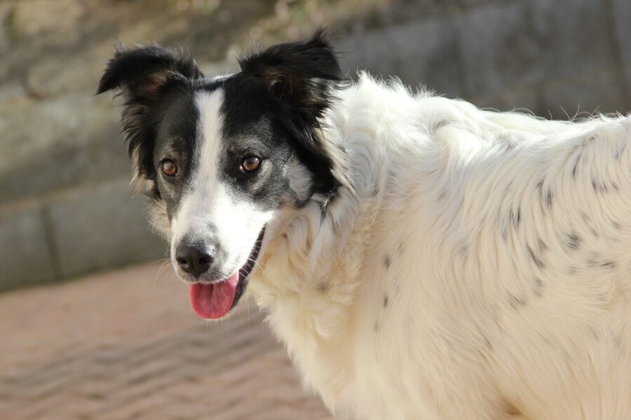 cane bianco con le orecchie scure