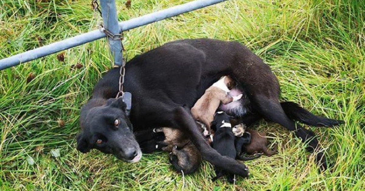 Mamma cane è costretta ad allattare i propri cuccioli da incatenata