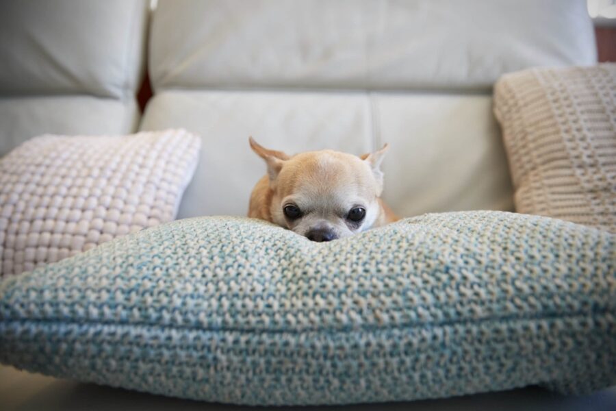 cane su cuscino