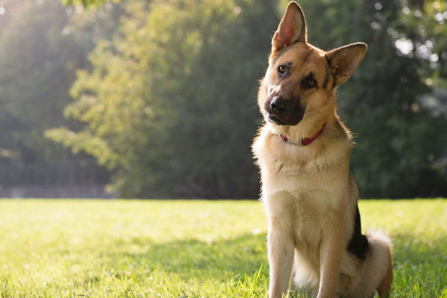 cane curioso