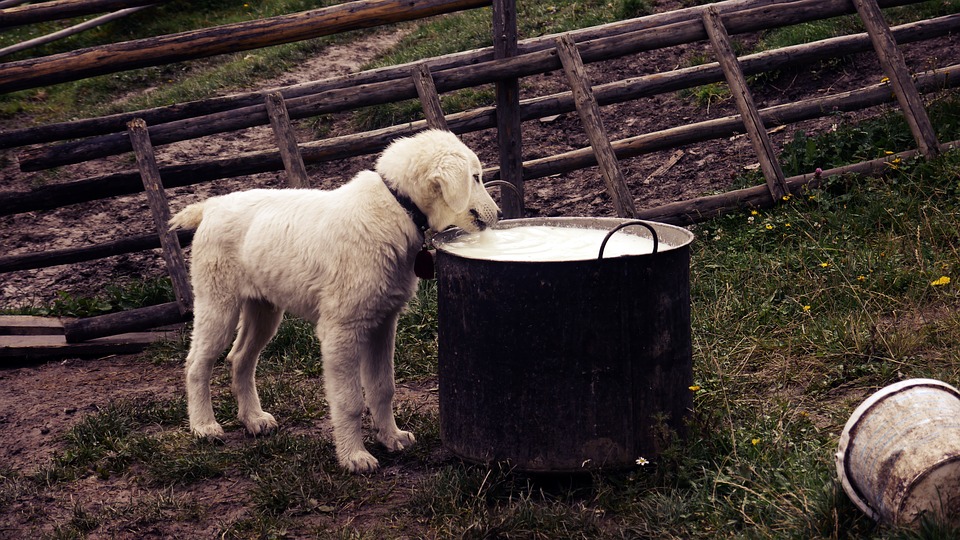 I cani possono mangiare le sottilette, o è dannoso?