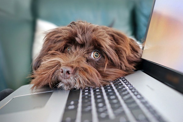 cane appoggiato al computer