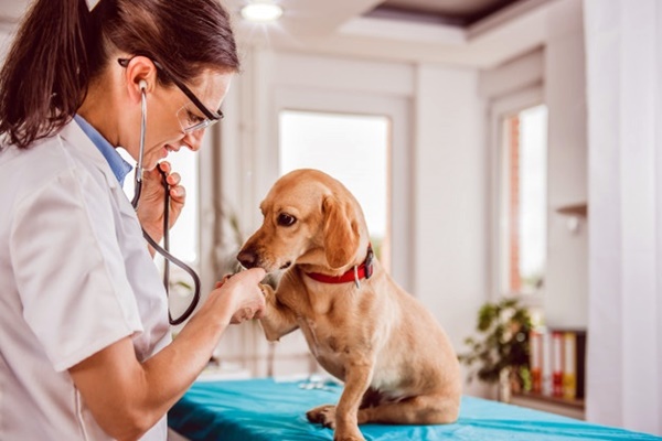 cane dal veterinario