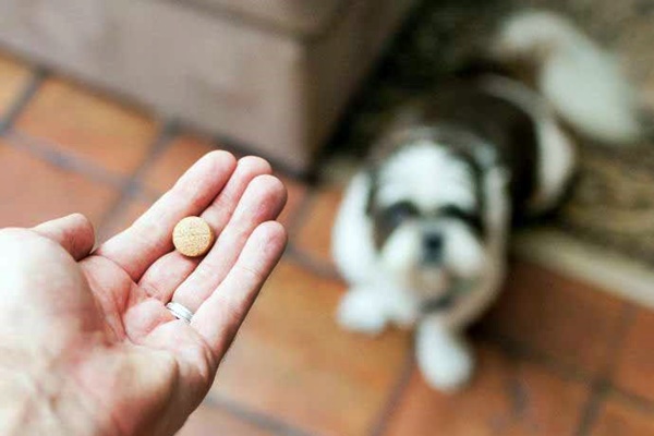 dare la pillola al cane