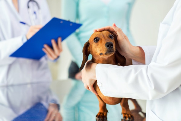 veterinario accarezza il cane