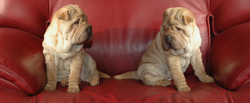 Cucciolata di cani con padri diversi: esiste?