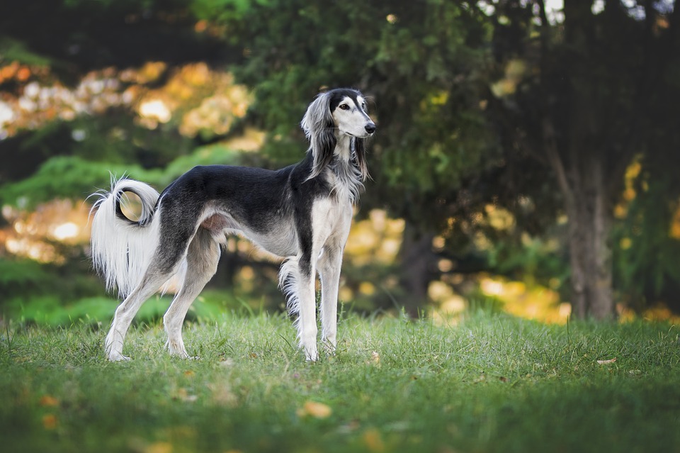 Razze di cani asiatiche: famose e non, ecco quali sono