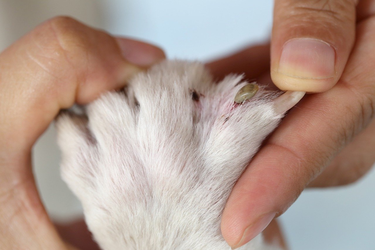 controllo zampa del cane