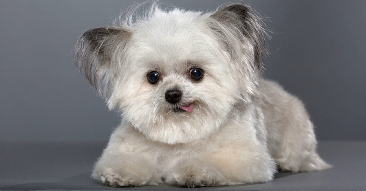 Norbert, il minuscolo cane da terapia che infonde felicità a tutte le persone