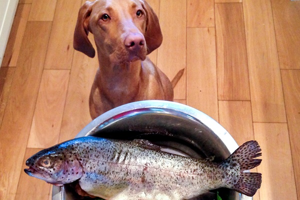 cane mangia la trota