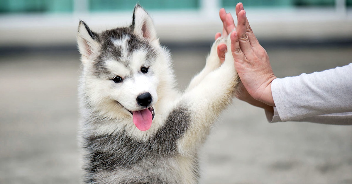 Omega 3 per cani: a cosa servono e dove trovarli