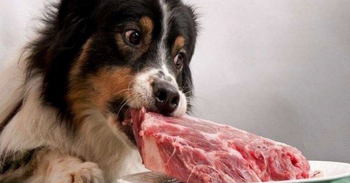 Paleo dieta per cani: cos’è? È sicura?
