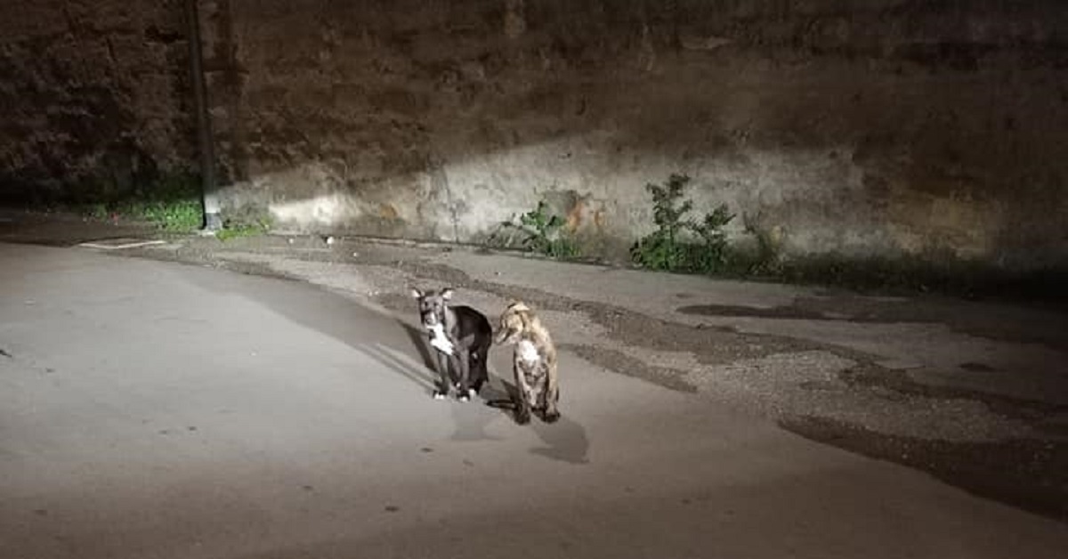 Palermo, 2 cani abbandonati per strada trovano finalmente casa