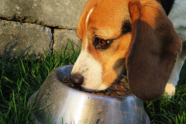 cane beagle