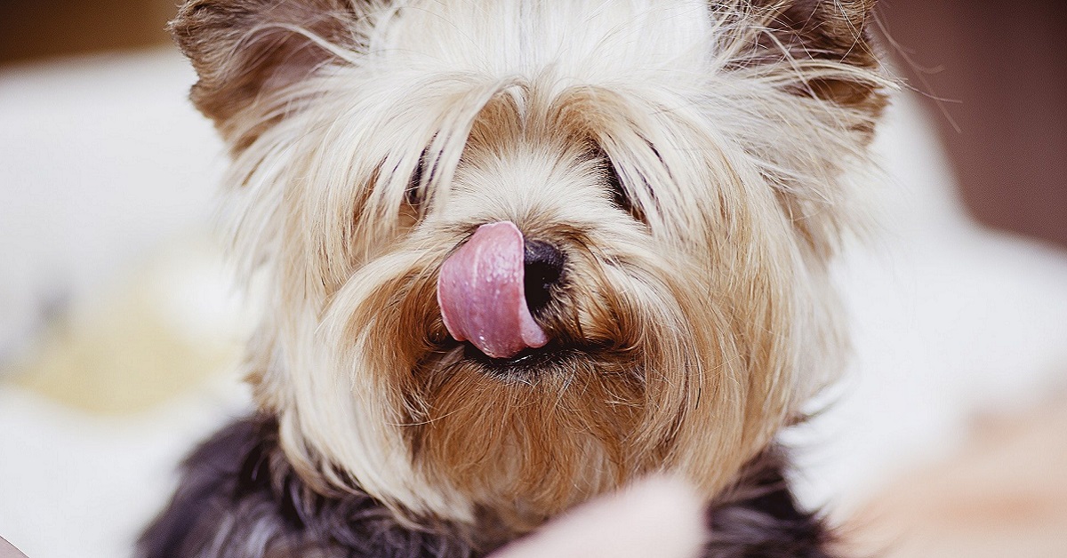 Pappa di tacchino e carote per cane: la ricetta facile e veloce