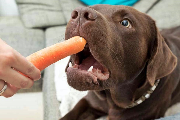 cane e carota