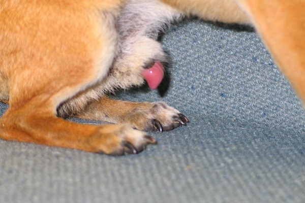 cane con pene fuori dal prepuzio