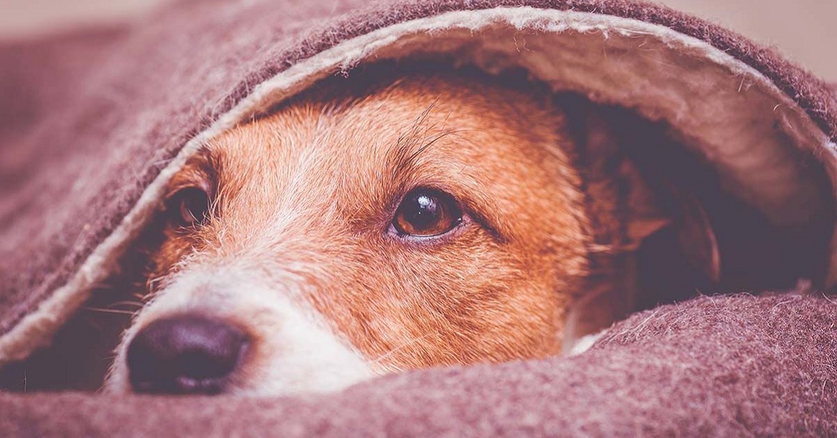 Parafimosi nel cane: cos’è e come bisogna trattarla