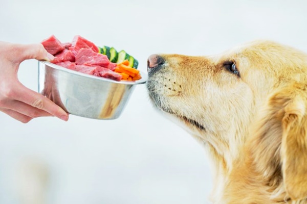 carne cruda al cane