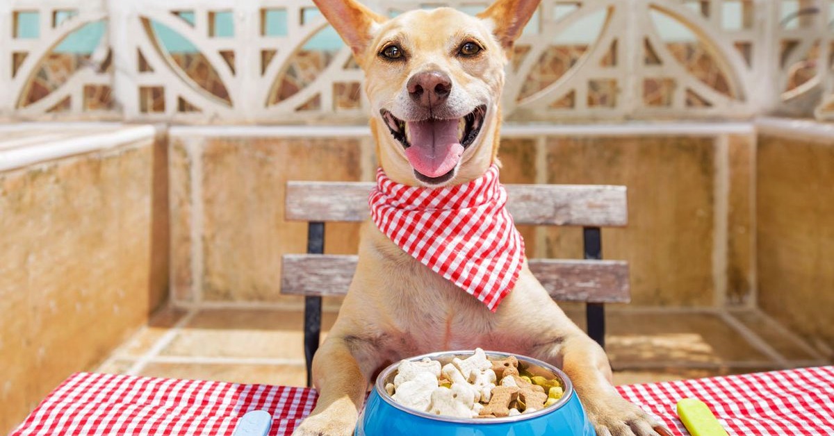 Pasticcio di tacchino e verdure per cani fatto in casa: la ricetta