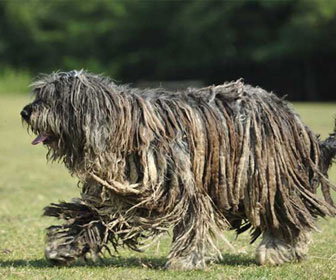 10 razze di cani stravaganti e originali: le più singolari in assoluto