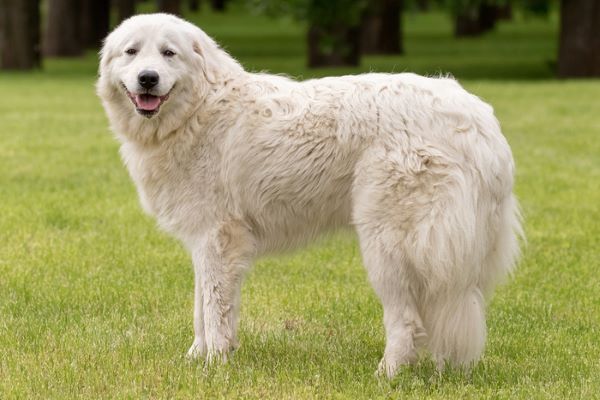 Un cane incontra papere e oche per la prima volta: è amore a prima vista (VIDEO)