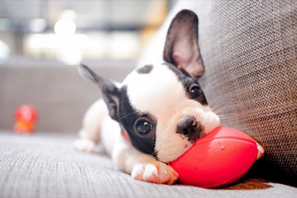 cucciolo che morde la pallina