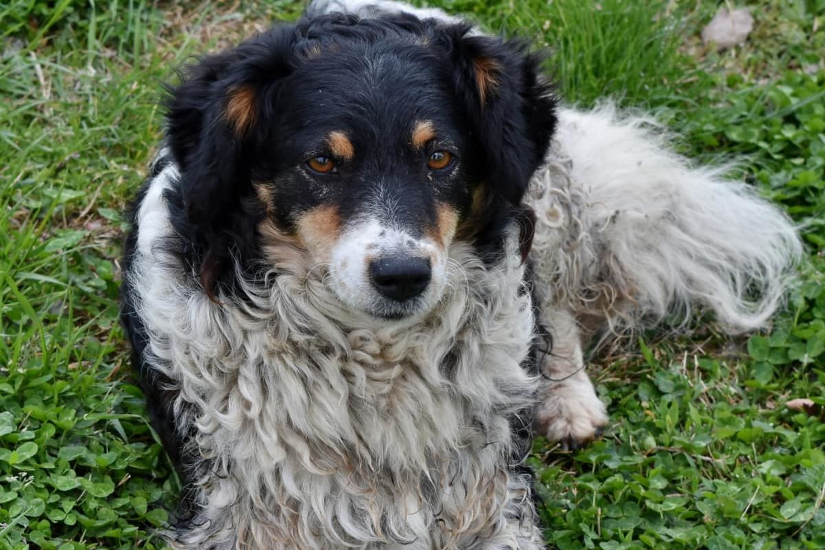 cane sul prato