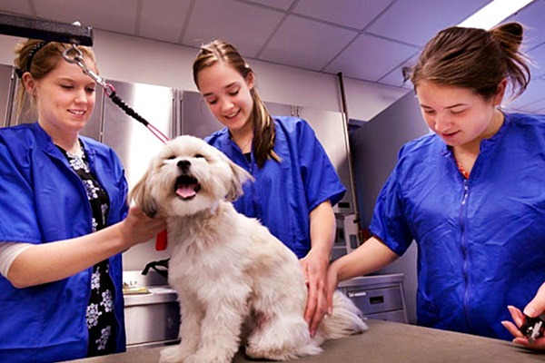 cane dal veterinario