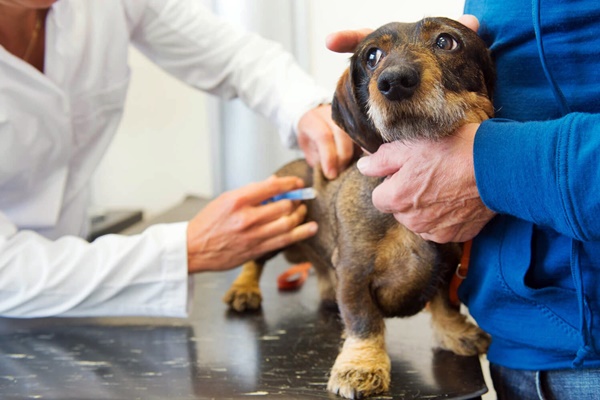 bassotto dal veterinario