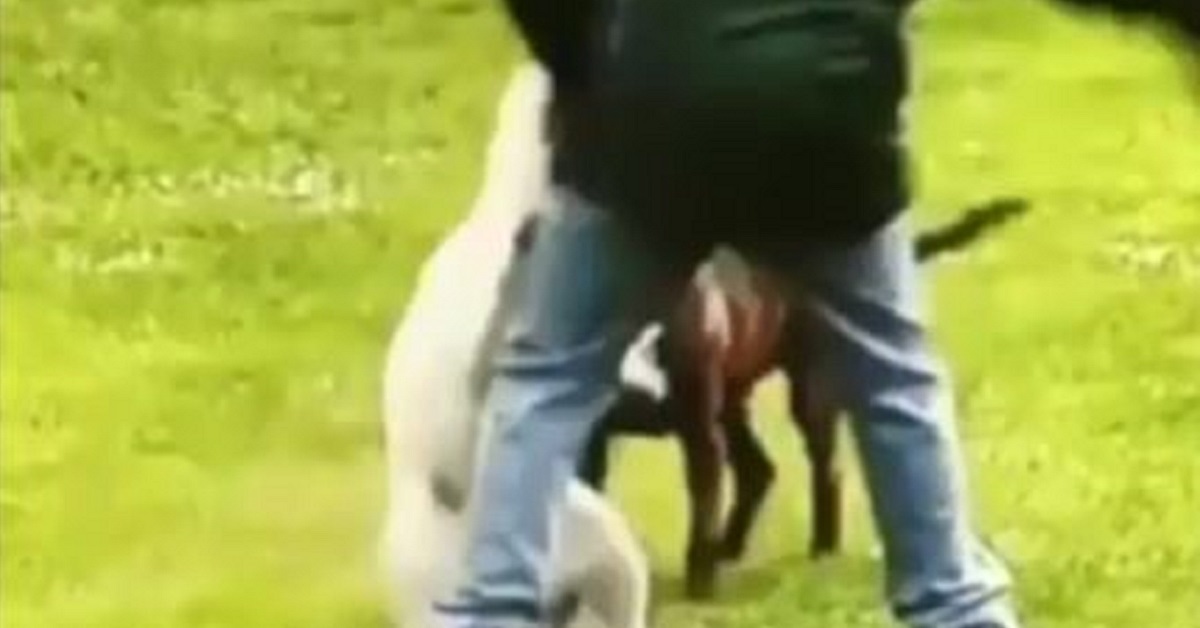 Cane picchiato ripetutamente sul muso, un video incastra il responsabile