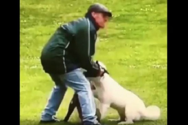 cane maltrattato al parco