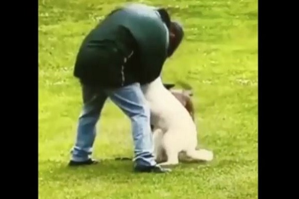 uomo picchia sul muso il cane