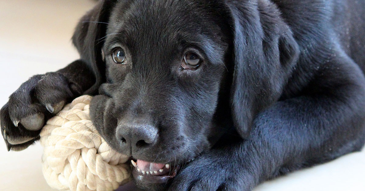 Il cane non prende gli oggetti bene? Ecco come rimediare