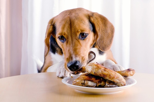 cane mangia il pollo