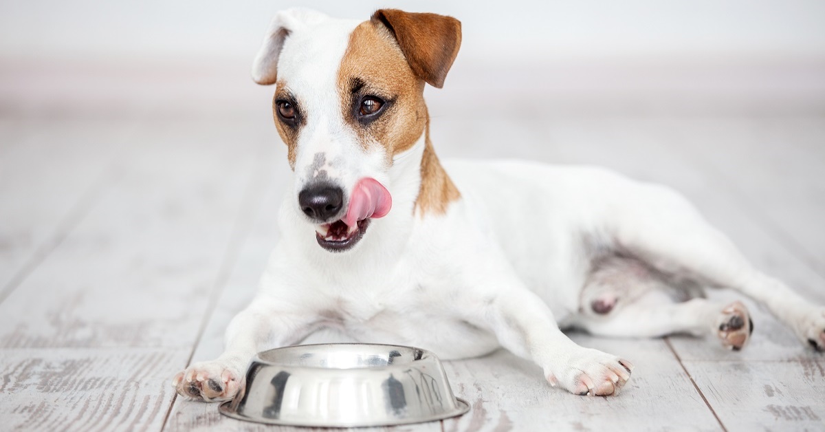 Pollo in casseruola per cani, una ricetta tutta per Fido