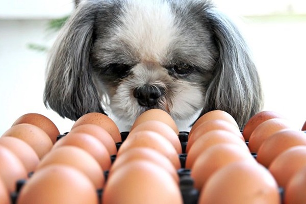 cane mangia le uova