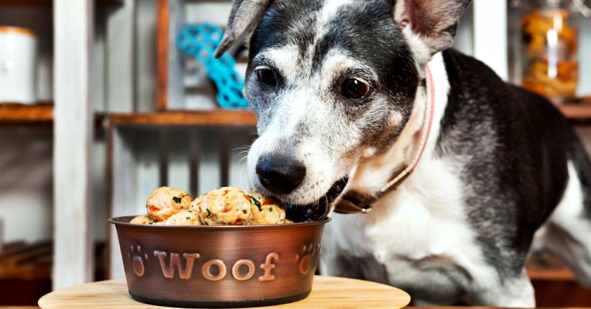 Polpette di carne e avena per cani: la ricetta facile e deliziosa