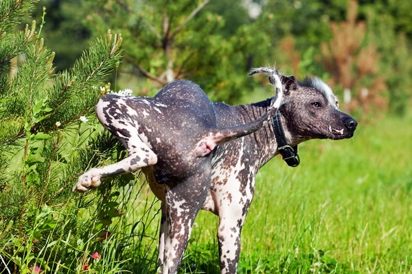 cane di razza messicana