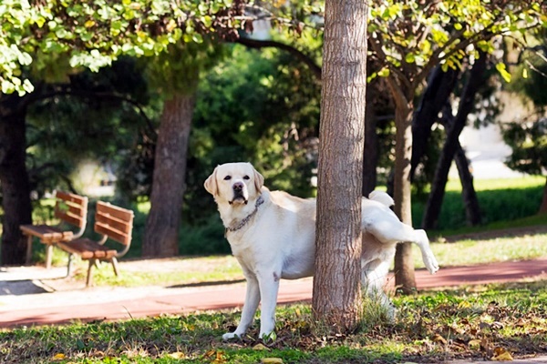 labrador al parco