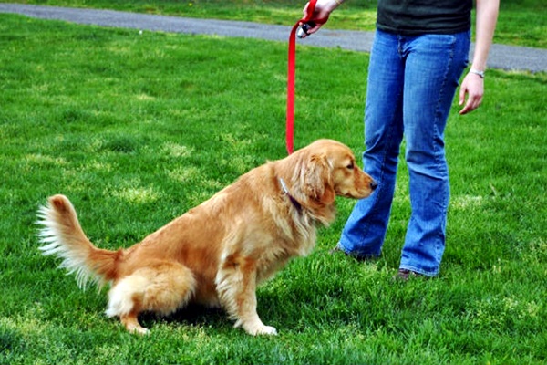 golden retriever con il suo padrone