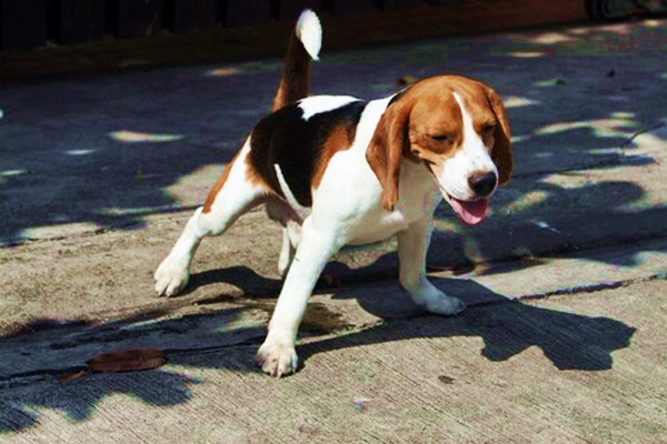 piccolo beagle che fa pipì