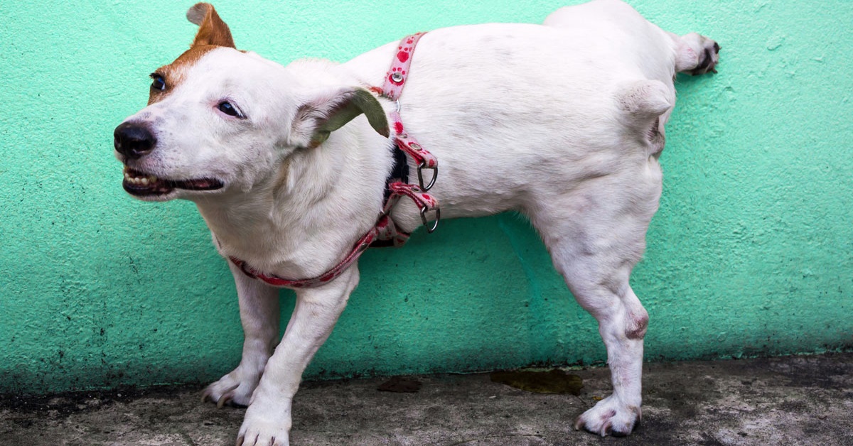 12 posizioni del cane che fa la pipì (e cosa significano)