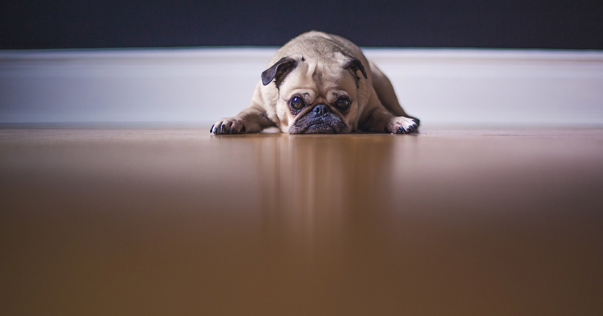 Il cane si lamenta quando si sdraia, come mai? Che succede?