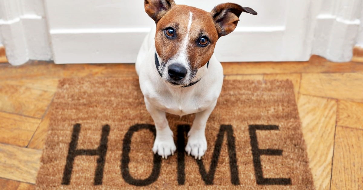 Pulizia della casa con il cane: i trucchi migliori per l’igiene