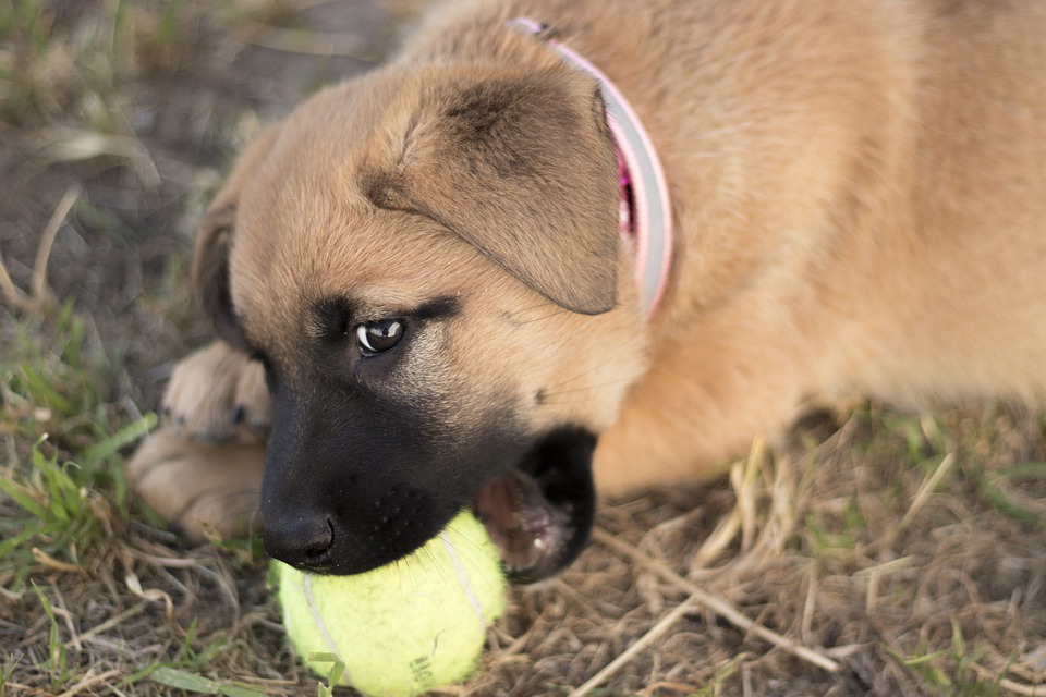 Cani che masticano tutto: ecco i quattro zampe masticatori seriali