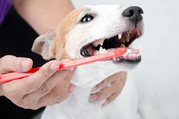 lavare i denti al cane