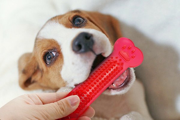 giocattolo per i denti del cane