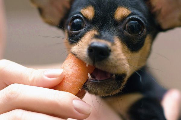 cane che mangia una carota