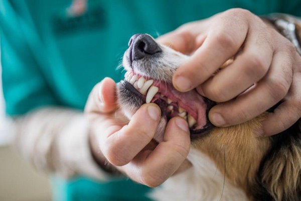 cane dal veterinario